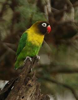 黄领牡丹鹦鹉 / Yellow-collared Lovebird / Agapornis personatus