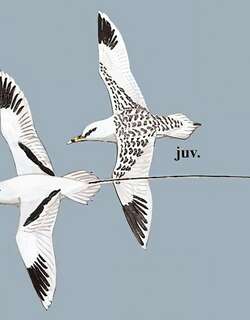 白尾鹲 / White-tailed Tropicbird / Phaethon lepturus