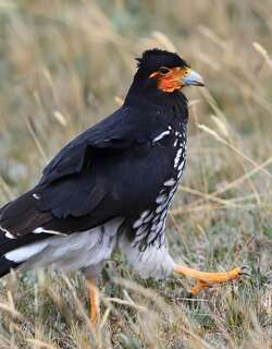 冠巨隼 / Carunculated Caracara / Phalcoboenus carunculatus