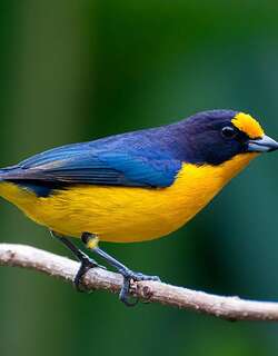 紫歌雀 / Violaceous Euphonia / Euphonia violacea
