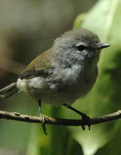 褐噪刺莺 / Brown Gerygone / Gerygone mouki