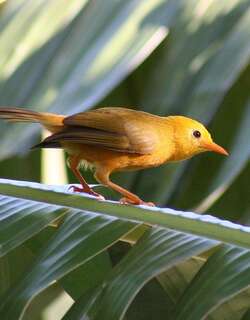 金绣眼鸟 / Golden White-eye / Cleptornis marchei