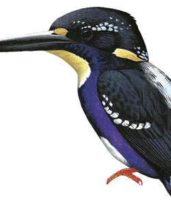 北方银色三趾翠鸟 / Northern Silvery Kingfisher / Ceyx flumenicola