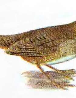 噪薮鸟 / Noisy Scrubbird / Atrichornis clamosus