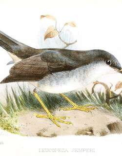 淡脚森莺 / Semper’s Warbler / Leucopeza semperi