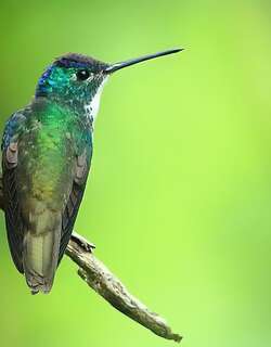 安第斯蜂鸟 / Andean Emerald / Uranomitra franciae