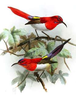 特氏太阳鸟 / Temminck’s Sunbird / Aethopyga temminckii