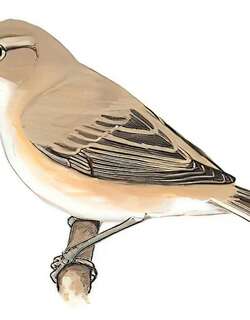 靴篱莺 / Booted Warbler / Iduna caligata