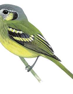 委内瑞拉须霸鹟 / Venezuelan Bristle Tyrant / Pogonotriccus venezuelanus