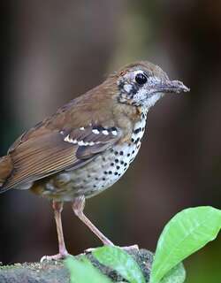 斑翅地鸫 / Spot-winged Thrush / Geokichla spiloptera