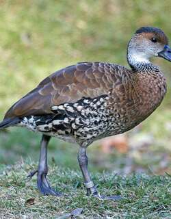 西印度树鸭 / West Indian Whistling Duck / Dendrocygna arborea