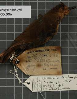 山丝刺莺 / Large Scrubwren / Sericornis nouhuysi