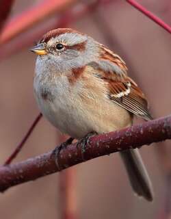 美洲树雀鹀 / American Tree Sparrow / Spizelloides arborea