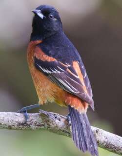 圃拟鹂 / Orchard Oriole / Icterus spurius