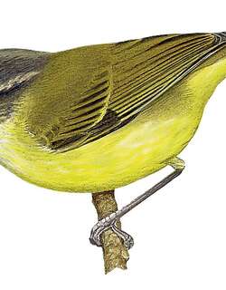 圣岛柳莺 / Makira Leaf Warbler / Phylloscopus makirensis