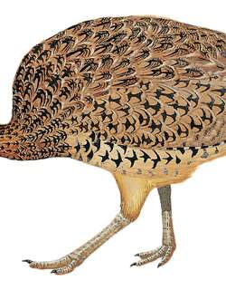 丽凤头䳍 / Quebracho Crested Tinamou / Eudromia formosa