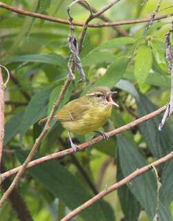 山柳莺 / Mountain Leaf Warbler / Phylloscopus trivirgatus