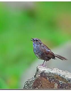 台湾短翅莺 / Taiwan Bush Warbler / Locustella alishanensis