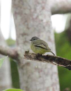 黄顶小霸鹟 / Yellow-crowned Tyrannulet / Tyrannulus elatus