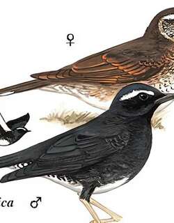 白眉地鸫 / Siberian Thrush / Geokichla sibirica