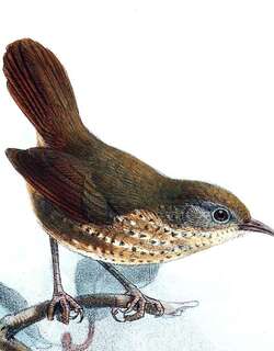 那伽鹩鹛 / Naga Wren-Babbler / Spelaeornis chocolatinus