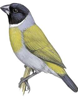 白领绿背织雀 / White-collared Oliveback / Nesocharis ansorgei