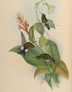 铜腹毛腿蜂鸟 / Coppery-bellied Puffleg / Eriocnemis cupreoventris