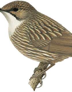 白喉鹩鹛 / White-throated Wren-Babbler / Napothera pasquieri