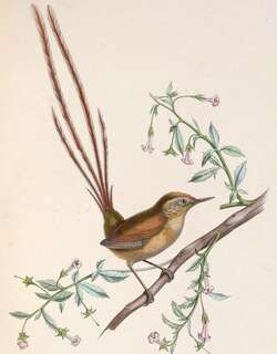 阿根廷线尾雀 / Des Murs’s Wiretail / Sylviorthorhynchus desmurii