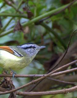 棕翅蚁鹩 / Rufous-winged Antwren / Herpsilochmus rufimarginatus