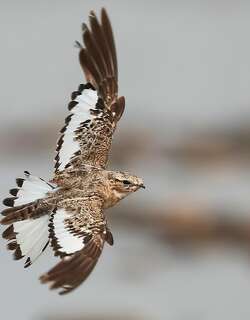 沙色夜鹰 / Sand-colored Nighthawk / Chordeiles rupestris
