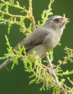 褐腰丝雀 / Brown-rumped Seedeater / Crithagra tristriata