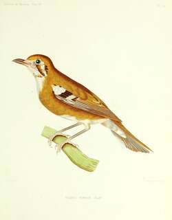 橙斑地鸫 / Orange-sided Thrush / Geokichla peronii