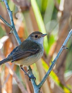 褐顶侏霸鹟 / Tawny-crowned Pygmy Tyrant / Euscarthmus meloryphus