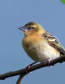 北非褐喉织雀 / Northern Brown-throated Weaver / Ploceus castanops