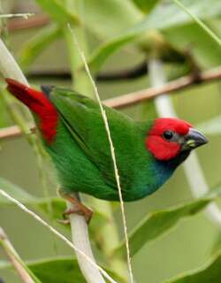 斐济鹦雀 / Fiji Parrotfinch / Erythrura pealii