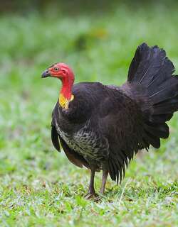 灌丛塚雉 / Australian Brushturkey / Alectura lathami