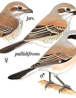 红背伯劳 / Red-backed Shrike / Lanius collurio