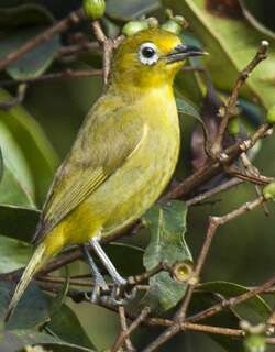 菲律宾绣眼鸟 / Yellowish White-eye / Zosterops nigrorum