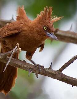 棕巨灶鸫 / Caatinga Cacholote / Pseudoseisura cristata