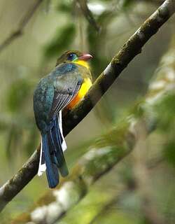 蓝尾咬鹃 / Javan Trogon / Apalharpactes reinwardtii