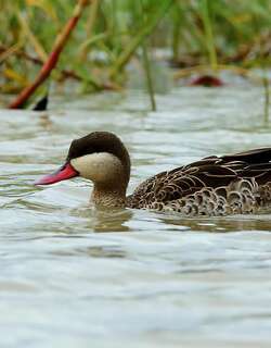 赤嘴鸭 / Red-billed Teal / Anas erythrorhyncha