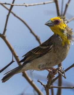 萨卡织雀 / Sakalava Weaver / Ploceus sakalava