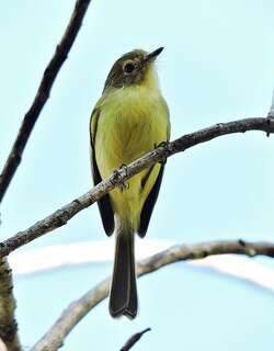 米州姬霸鹟 / Minas Gerais Tyrannulet / Phylloscartes roquettei