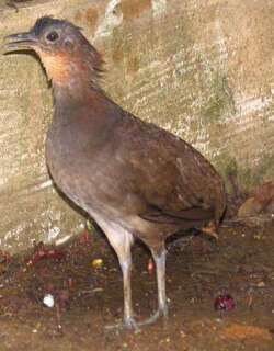 巴西穴䳍 / Brazilian Tinamou / Crypturellus strigulosus
