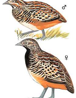 棕三趾鹑 / Barred Buttonquail / Turnix suscitator