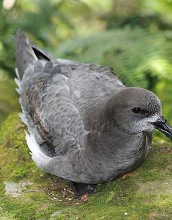 棕头圆尾鹱 / Providence Petrel / Pterodroma solandri