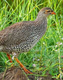 黄嘴鹧鸪 / Heuglin’s Spurfowl / Pternistis icterorhynchus