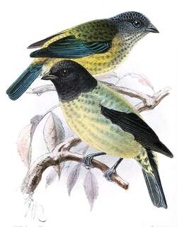 黑头唐加拉雀 / Black-headed Tanager / Stilpnia cyanoptera