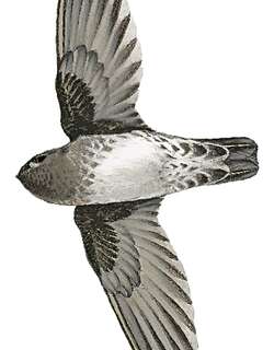 婆罗洲金丝燕 / Bornean Swiftlet / Collocalia dodgei